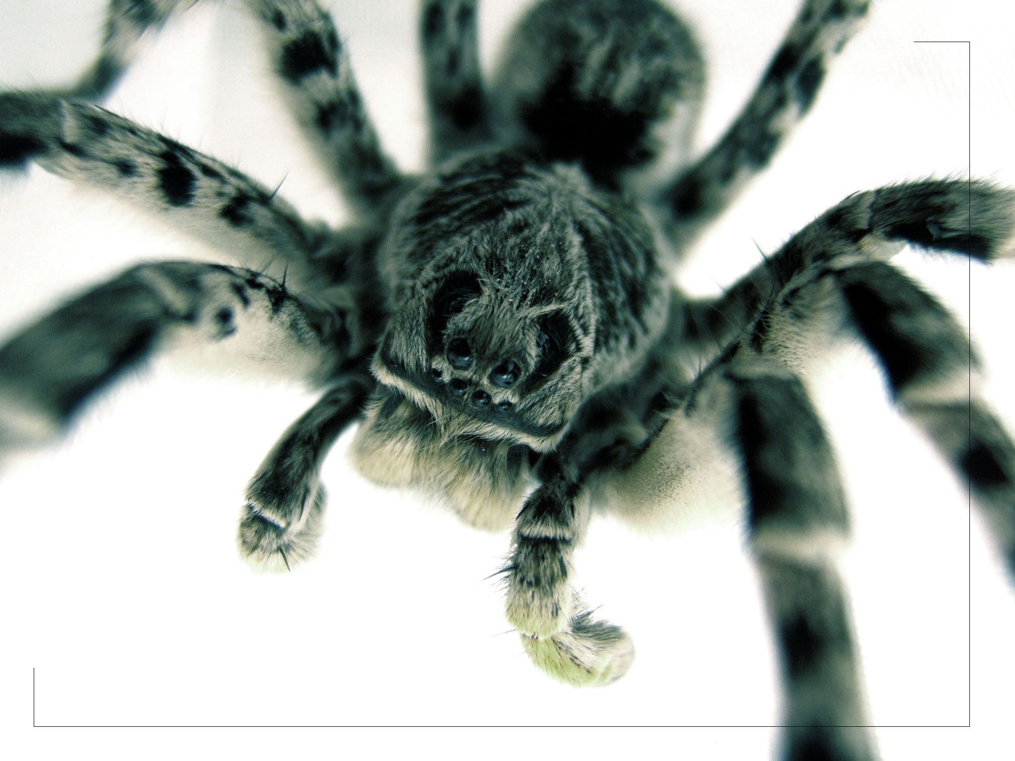 spider, eyes